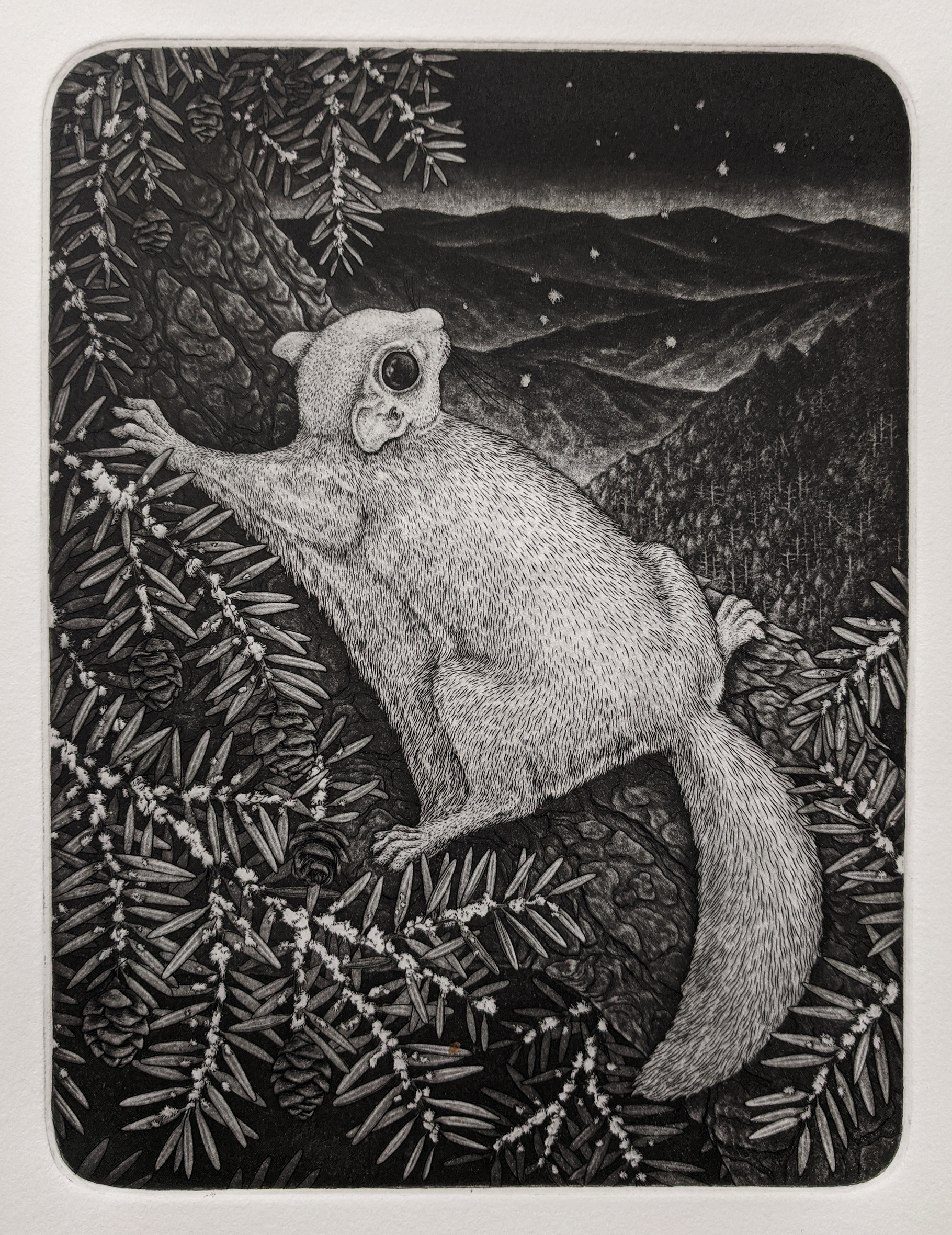 Woolly Bully, copper engraving and aquatint, 2020